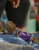 Fay the Lizard