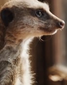 Elvis le Suricate